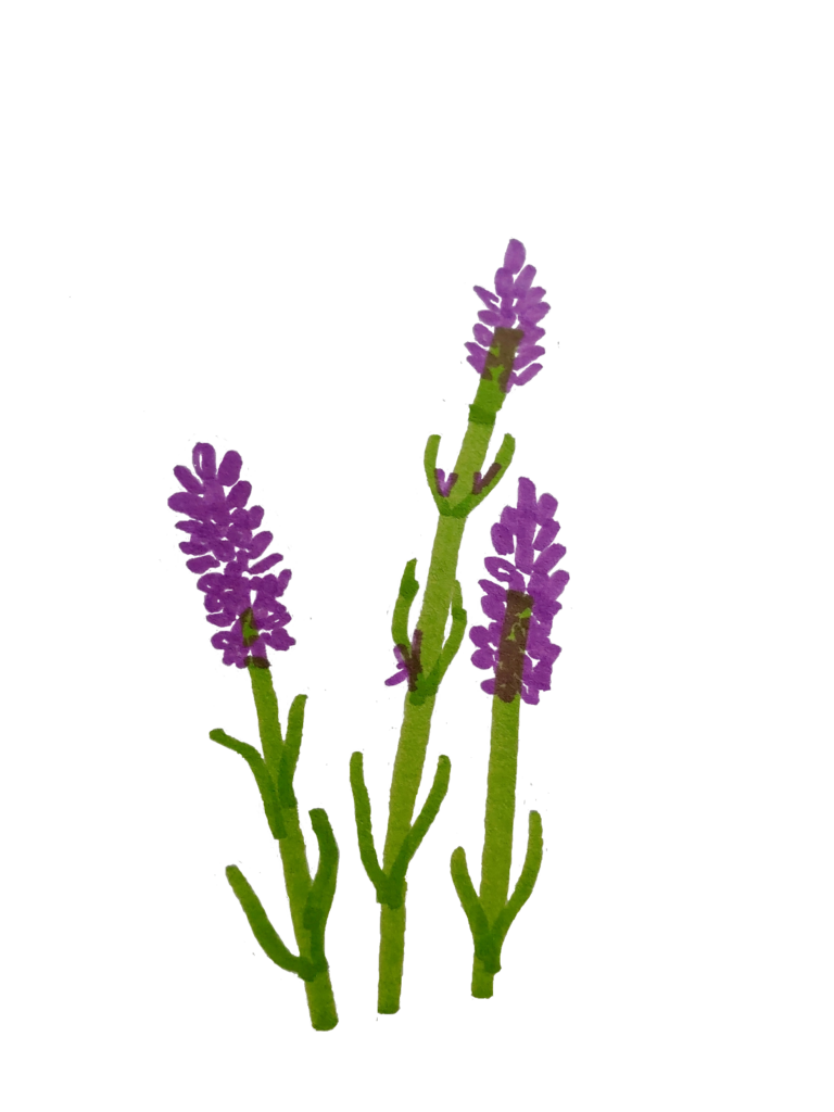 Lavender drawn with color pens